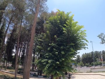 هرس درختان در زمستان توسط شهرداری سیرجان و نتیجه نجات درختان نارون در پایان بهار